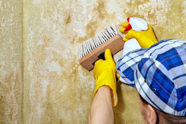 Best Forensic Mold Investigation  in Ventnor City, NJ