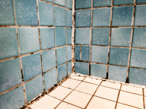 Best Comprehensive Air Testing for Mold Contaminants  in Ventnor City, NJ