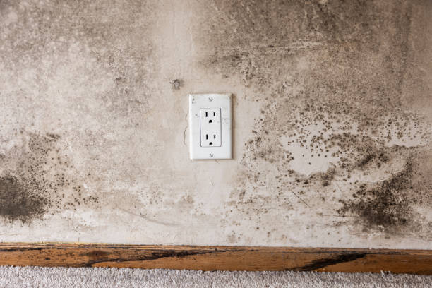 Best Airborne Mold Testing  in Ventnor City, NJ