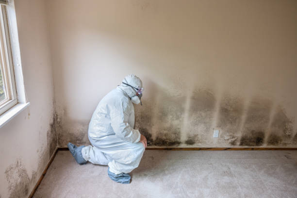 Best Mold Damage Restoration  in Ventnor City, NJ