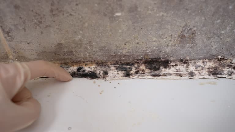Best HVAC Mold Inspection and Cleaning  in Ventnor City, NJ