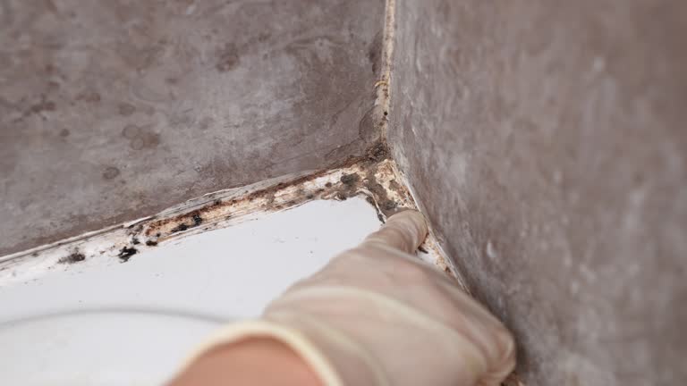 Best Commercial Mold Inspection  in Ventnor City, NJ