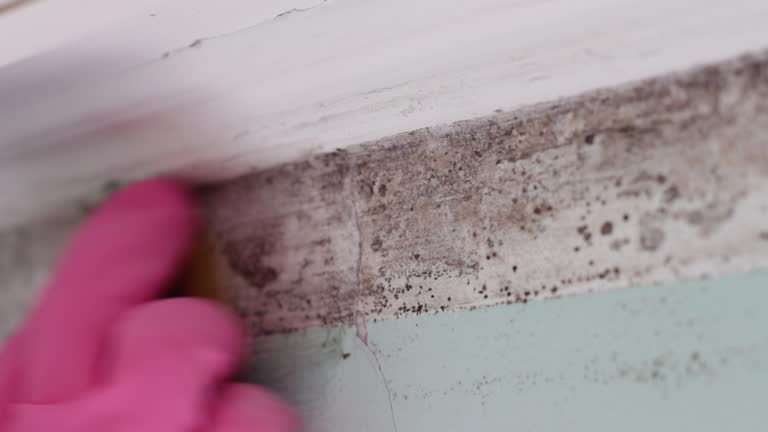 Best Mold Removal for HVAC Installations  in Ventnor City, NJ